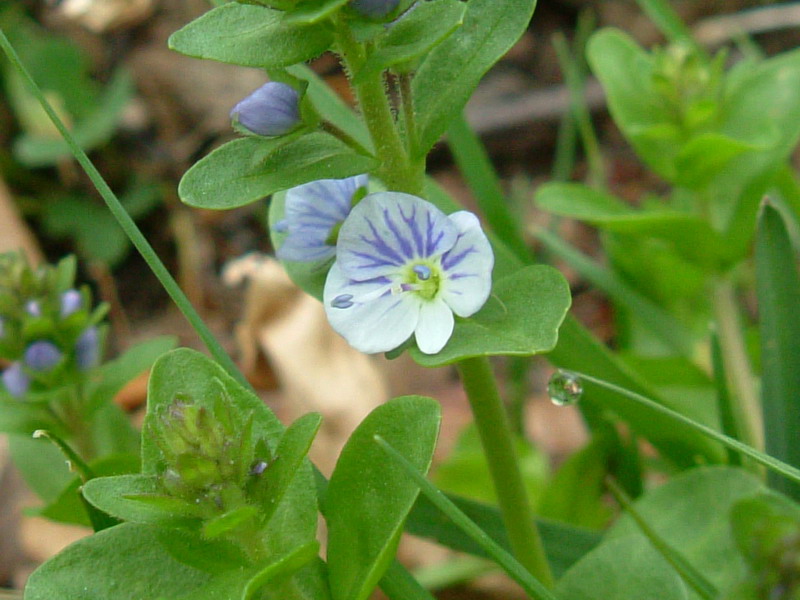 Veronica serpyllifolia / Veronica a foglie di Serpillo